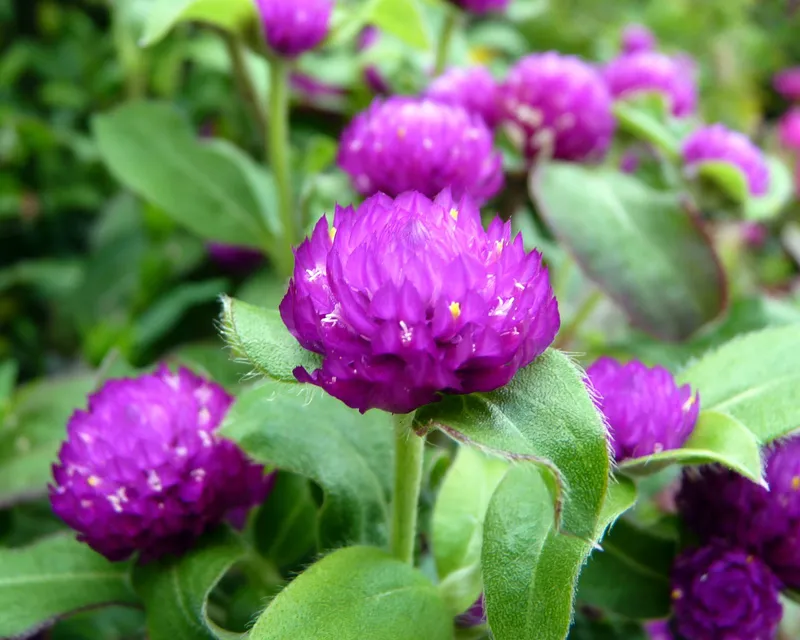 NHAT Chrysanthemum Cây rất dễ chăm sóc