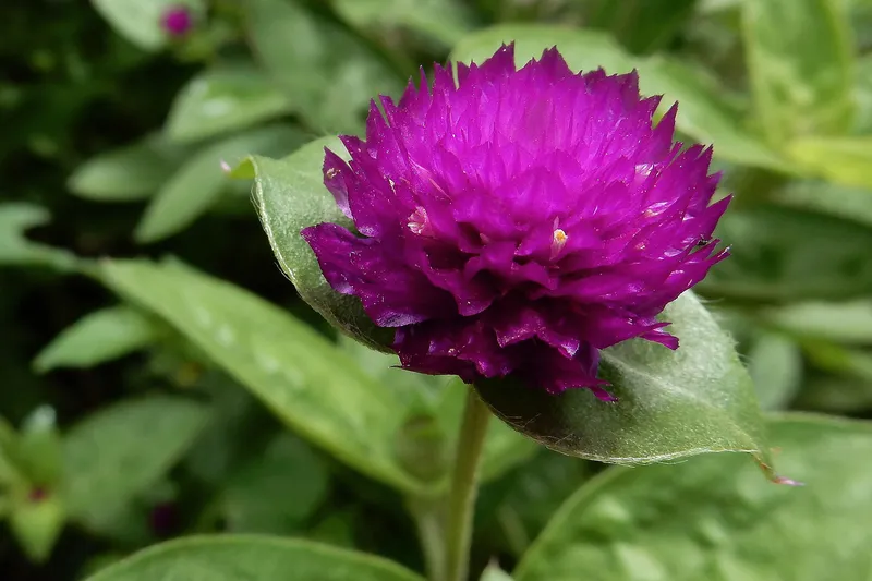 NHAT Cypress Chrysanthemum với màu tím lãng mạn