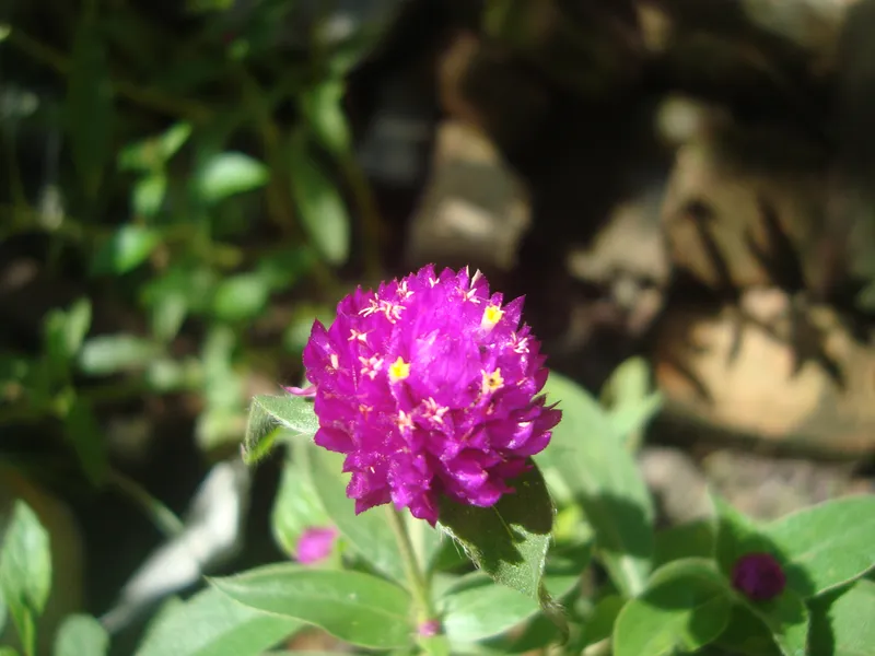 NHAT Chrysanthemum cho không gian sống động hơn