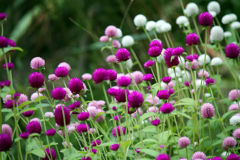 Cuc Bach nhat Chrysanthemum trong vườn