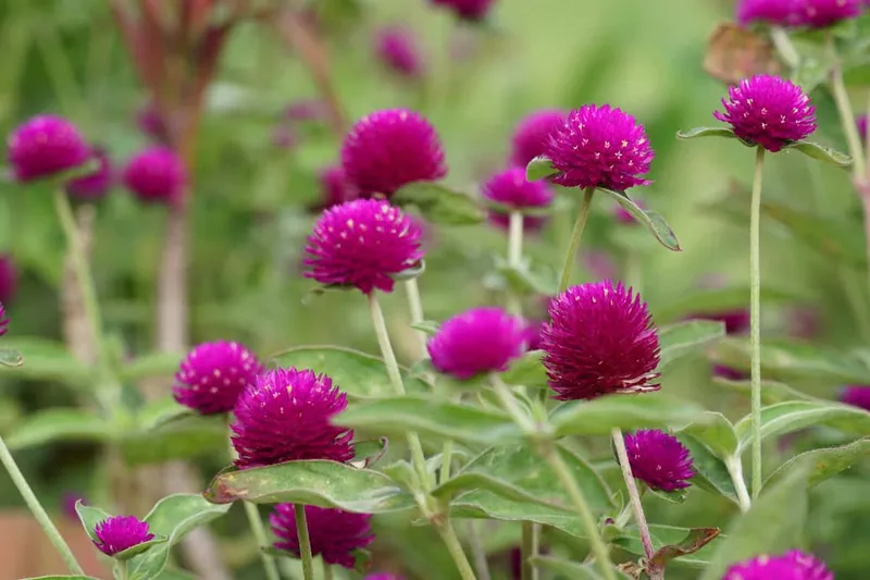 Chrysanthemum bach NHat làm đẹp góc của sân