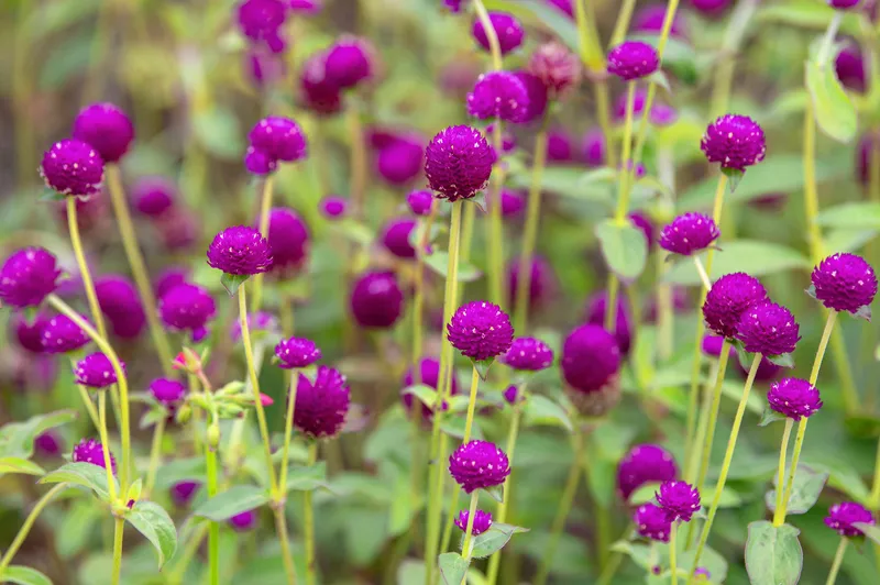 Bach nhat chrysanthemum trong chậu trang trí