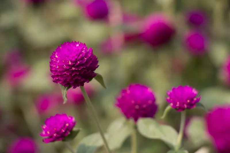 Bach NHat Chrysanthemum Bụi rất dễ chăm sóc