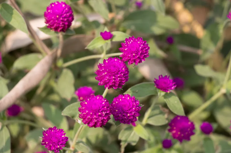 Bach NHat Chrysanthemum nở hoa quanh năm