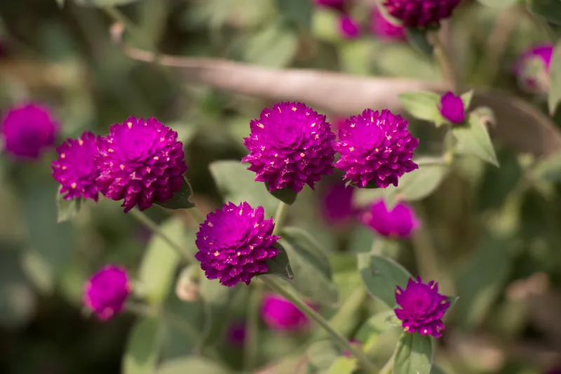 Đẹp nhỏ hoa cúc chrysanthemum