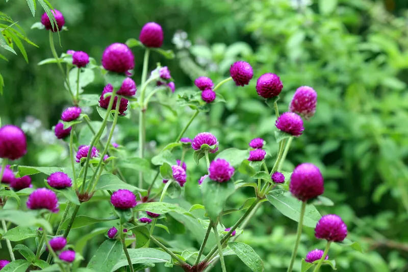 Cuc bach nhat chrysanthemum trong vườn hoa