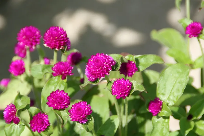 Bach NHat Chrysanthemum làm nổi bật không gian