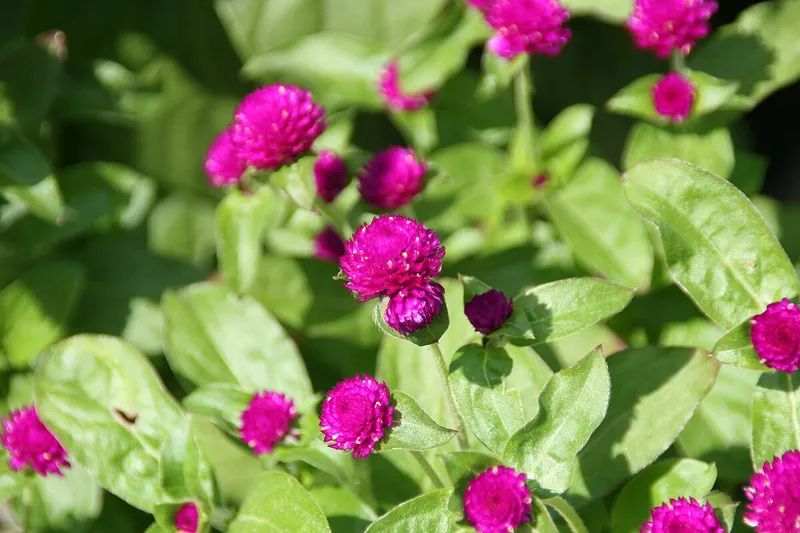 Green Daisy Chrysanthemum