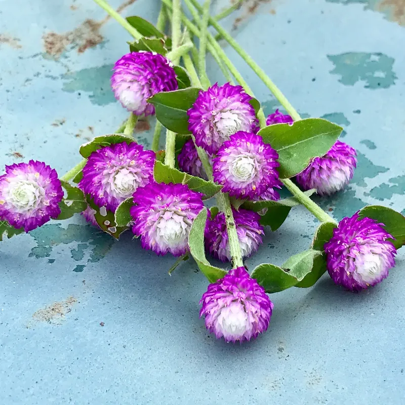 Bach NHat Chrysanthemum tạo ra không gian xanh