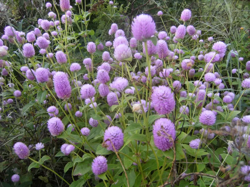 Chrysanthemum bach NHat làm đẹp ban công