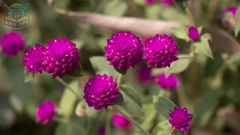 NHat Chrysanthemum cho không gian sắc nét hơn