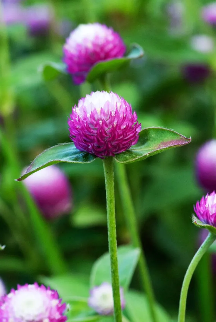 Chrysanthemum bach nhat làm đẹp không gian sống