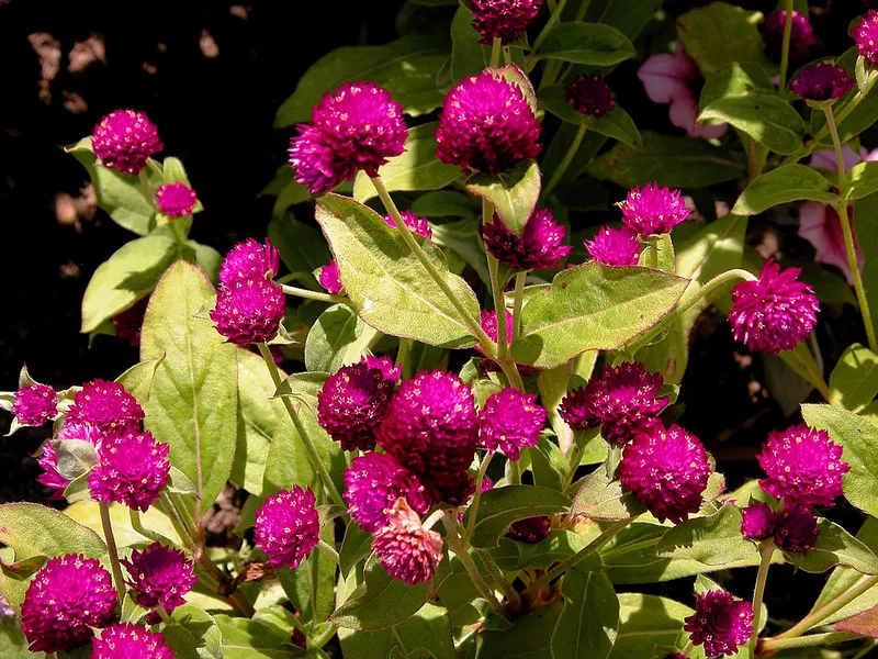 Chrysanthemum chrysanthemum tươi sáng