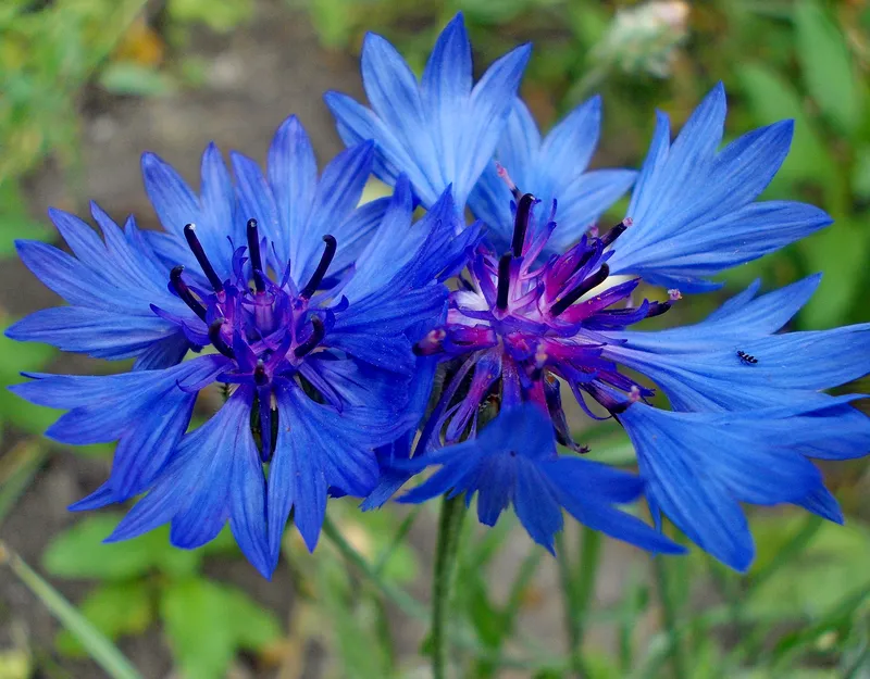 Cụm chrysanthemum tươi tốt