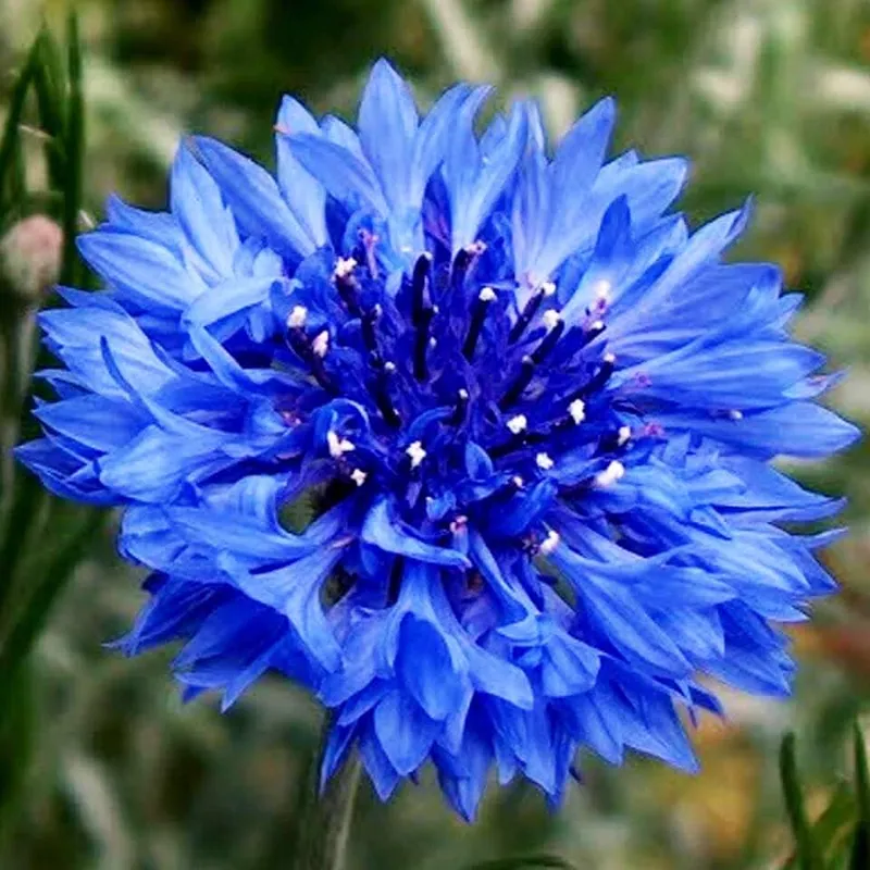 Cánh hoa chrysanthemum mong manh