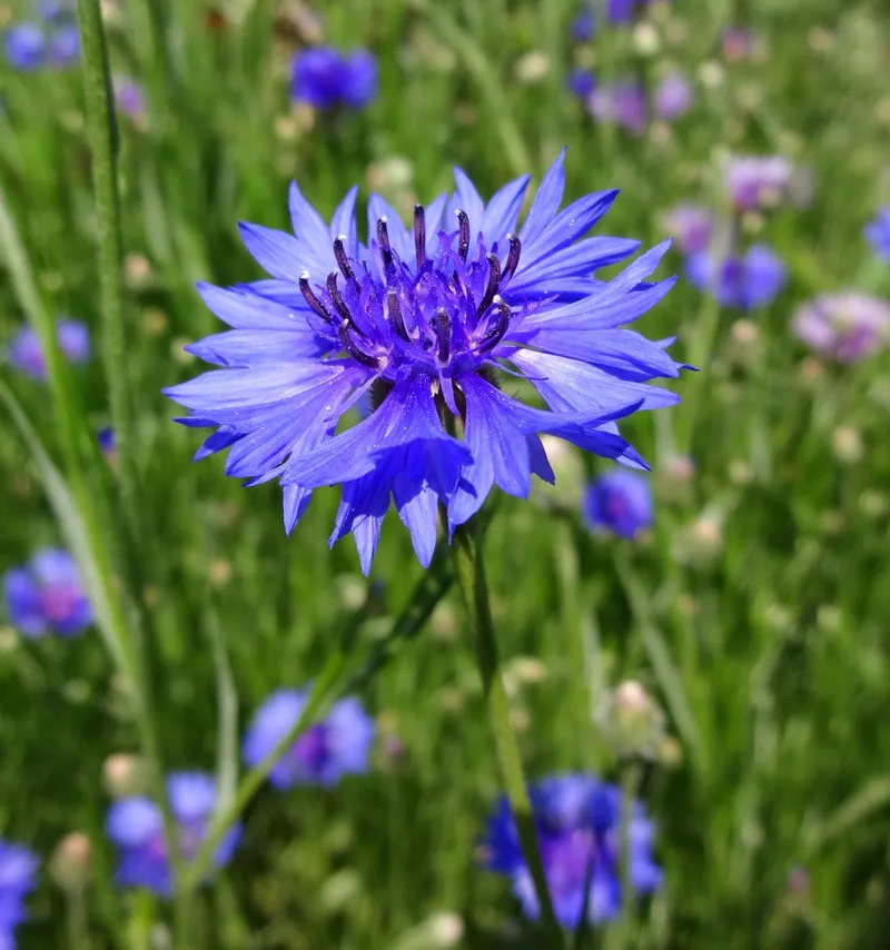 Đá phết hoa cúc chrysanthemum