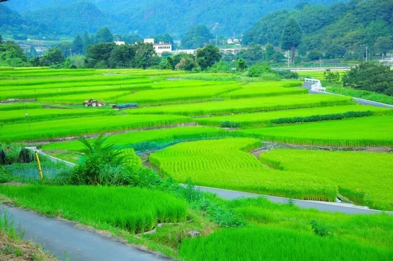 Cánh đồng gạo xanh trên bờ sông, phong cảnh quyến rũ.