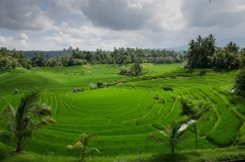 Phong cảnh của cánh đồng lúa có màu xanh lá cây, nơi có tuổi thơ.