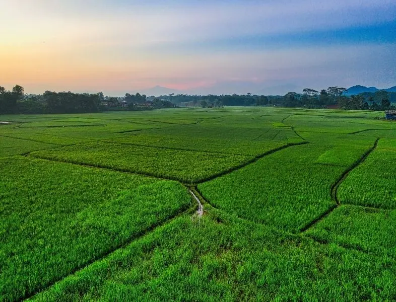 Những cánh đồng gạo xanh trong mùa, phong cảnh đẹp là khó cưỡng.