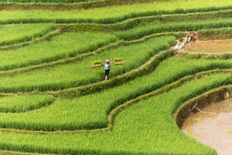 Cánh đồng gạo xanh dưới ánh nắng màu vàng, phong cảnh thơ mộng.