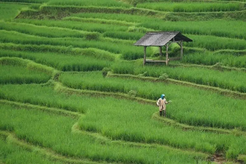 Cánh đồng gạo xanh - Biểu tượng của quê hương.