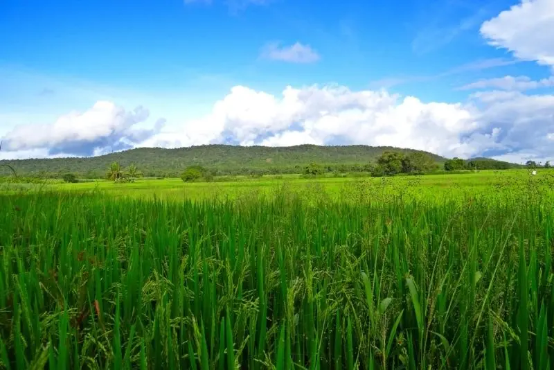 Cánh đồng gạo xanh trẻ, phong cảnh yên bình của ngôi làng.