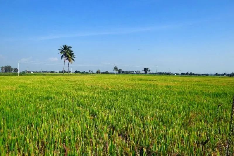 Vẻ đẹp của ngôi làng với những cánh đồng gạo xanh.