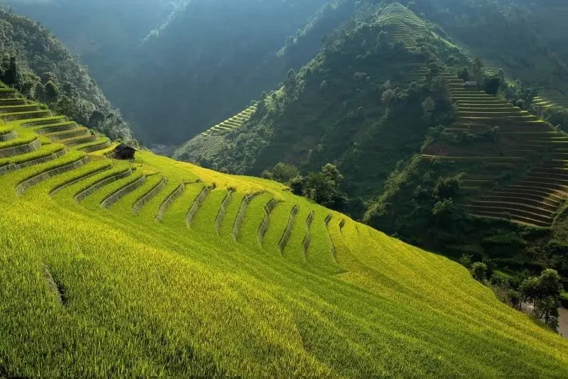 Cánh đồng lúa có màu xanh lá cây, phong cảnh yên tĩnh.