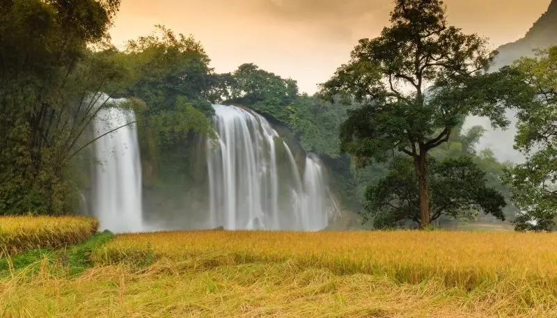 Phong cảnh cánh đồng lúa xanh, mang lại không gian yên tĩnh và thư thái cho tâm hồn.