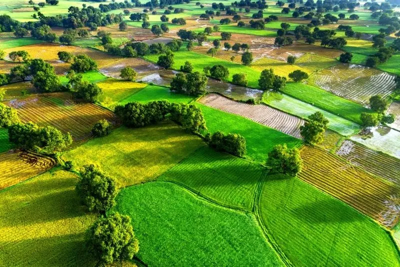 Phong cảnh cánh đồng tuyệt đẹp, được tô điểm bởi màu vàng của cánh đồng lúa chín.