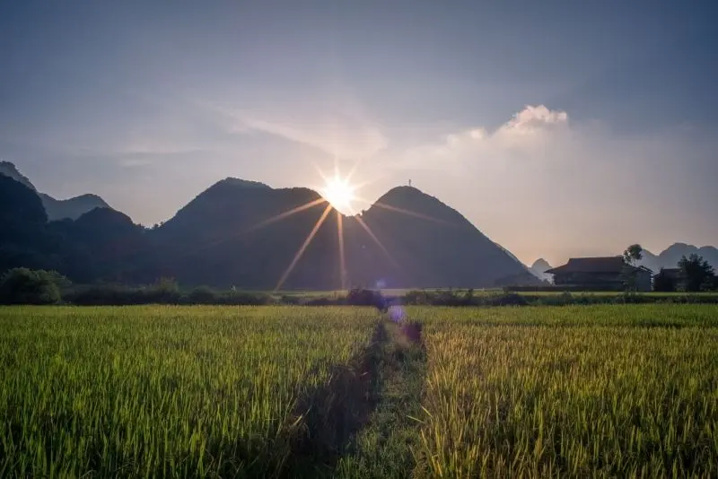 Phong cảnh cánh đồng lúa xanh bát ngát, gợi nhớ về những ngày hè tươi đẹp.