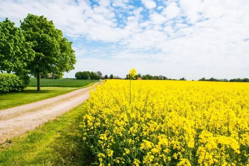 Phong cảnh cánh đồng tuyệt đẹp, được tô điểm bởi màu vàng của cánh đồng lúa chín.