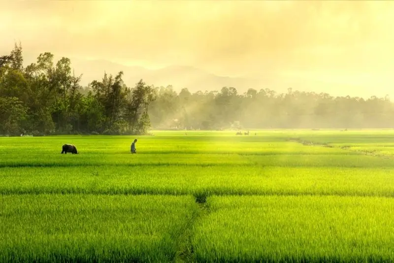 Phong cảnh cánh đồng tuyệt đẹp, được tô điểm bởi màu vàng của cánh đồng lúa chín.