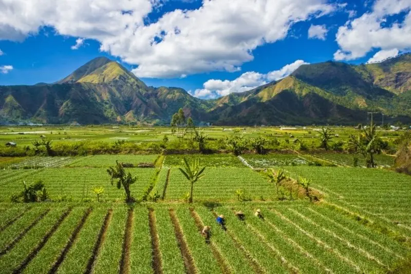 Phong cảnh cánh đồng tuyệt đẹp, được tô điểm bởi màu vàng của cánh đồng lúa chín.