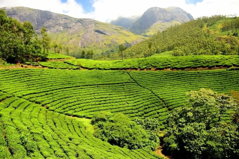 Phong cảnh cánh đồng tuyệt đẹp, được tô điểm bởi màu vàng của cánh đồng lúa chín.