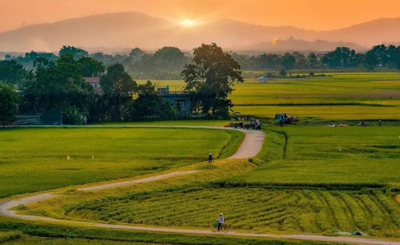 Phong cảnh cánh đồng tuyệt đẹp, được tô điểm bởi màu vàng của cánh đồng lúa chín.