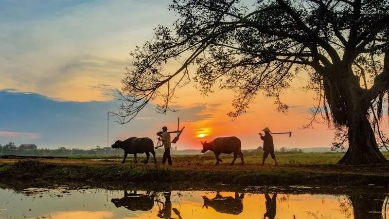 Phong cảnh cánh đồng tuyệt đẹp, được tô điểm bởi màu vàng của cánh đồng lúa chín.