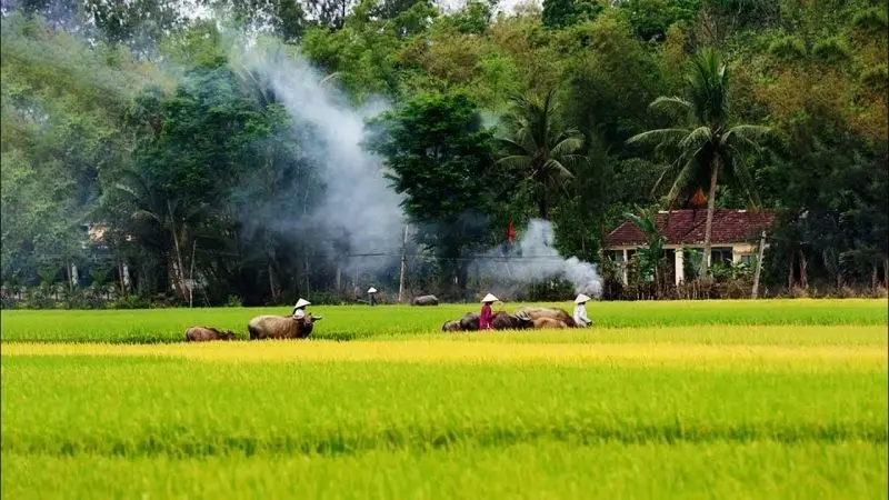 Phong cảnh cánh đồng tuyệt đẹp, được tô điểm bởi màu vàng của cánh đồng lúa chín.