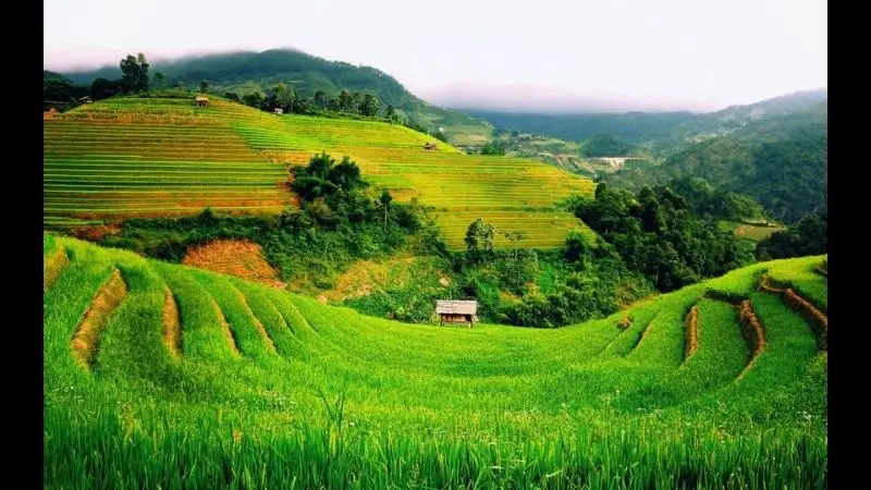 Phong cảnh cánh đồng tuyệt đẹp, được tô điểm bởi màu vàng của cánh đồng lúa chín.