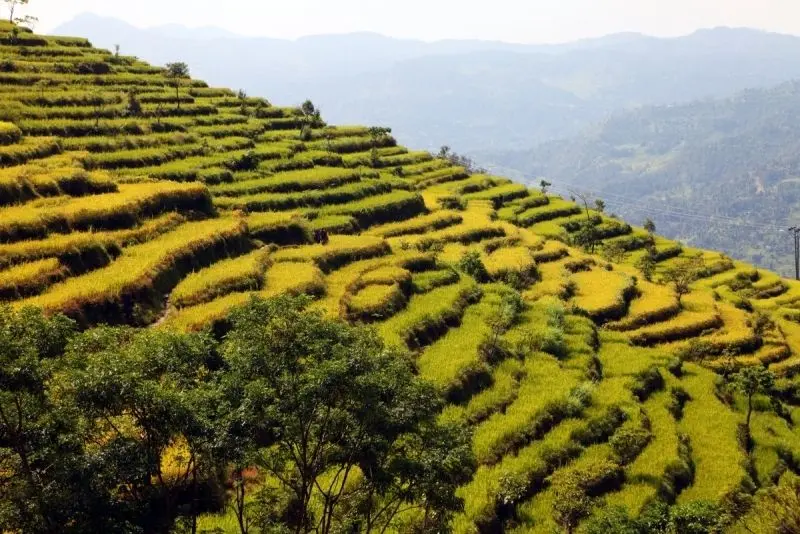 Phong cảnh cánh đồng tuyệt đẹp, được tô điểm bởi màu vàng của cánh đồng lúa chín.