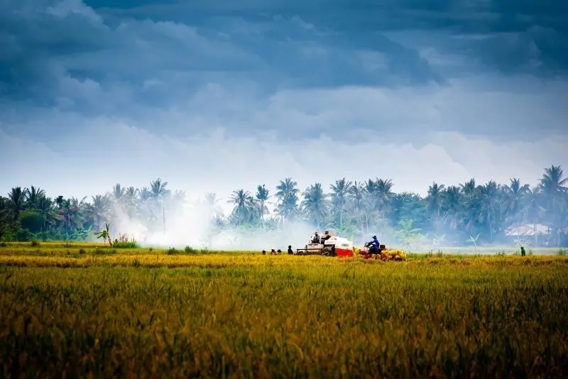 Phong cảnh cánh đồng tuyệt đẹp, được tô điểm bởi màu vàng của cánh đồng lúa chín.