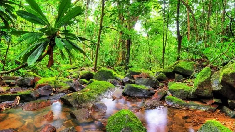 Nature Forest nhiệt đới, nơi lý tưởng để nghỉ ngơi và thư giãn