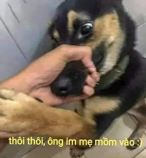 Meme từ chối làm cho người hâm mộ phấn khích