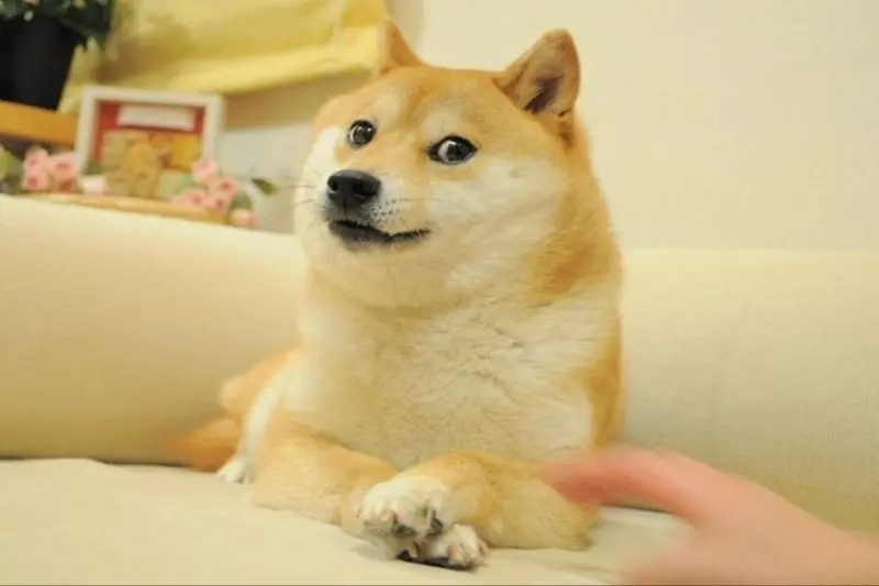 Shiba meme thật buồn cười