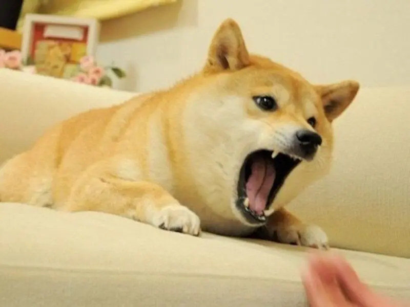 Shiba meme vui nhộn khiến bạn cười