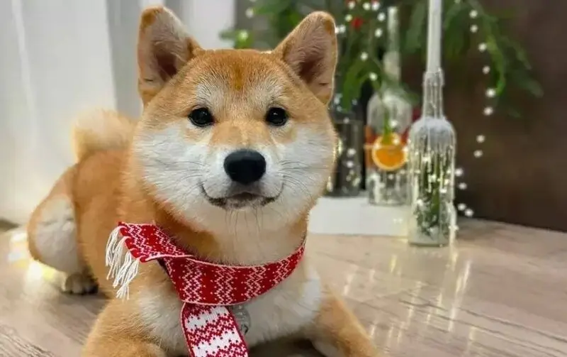 Shiba Meme gây sốt cộng đồng trực tuyến