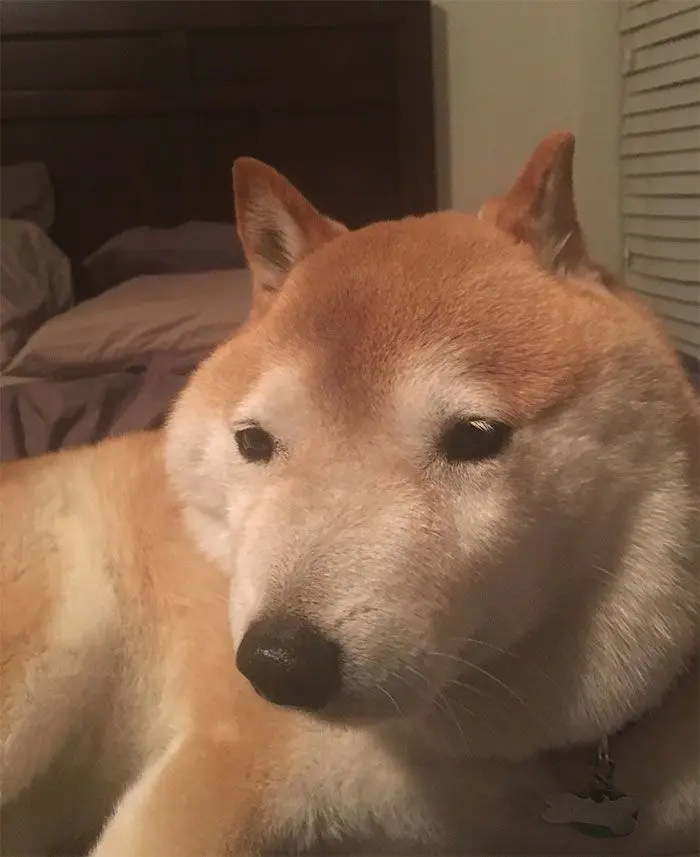 Shiba meme fun face dog