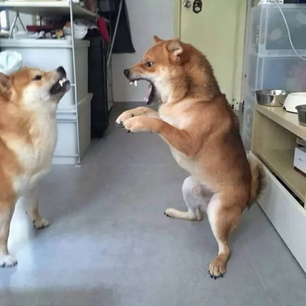 Shiba meme rất đáng yêu với nhiều tình huống hài kịch