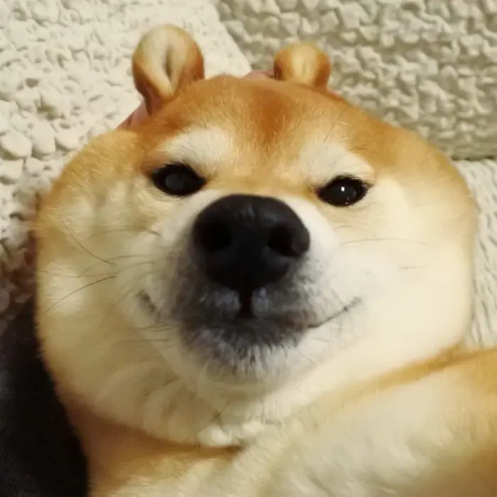 Shiba Meme rất thú vị cho người hâm mộ Shiba