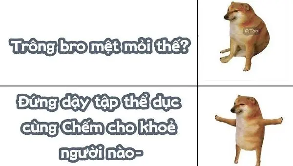 Meme shiba làm mọi người quan tâm